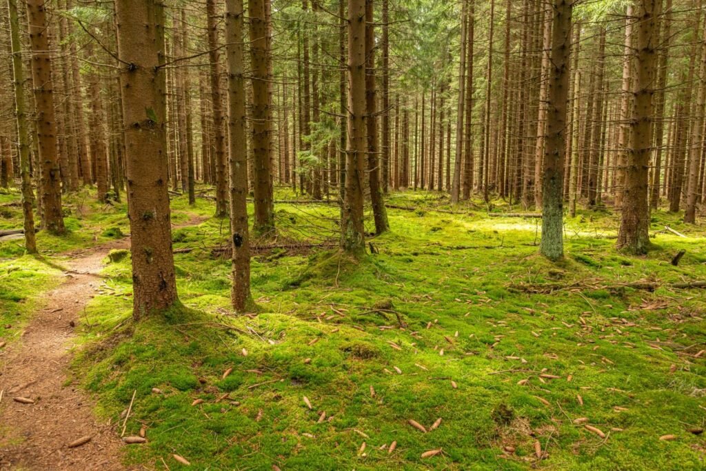 Wandelen in het buitengebied van Zwolle